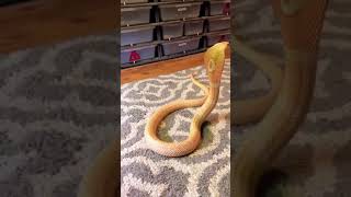 golden snake #ytshorts #trendingshorts #viralvideo #likeforlikes #beutyofnature #love