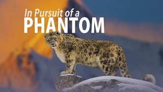 Snow Leopard | What it takes to film this elusive beauty?