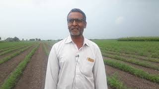 અજમાની ખેતી વિના ખર્ચે...તે પણ 60 વિઘામાં....