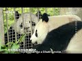 The Documentary of Giant Pandas Yun Chuan and Xin Bao 01