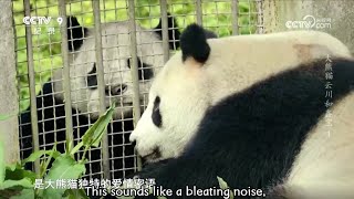 The Documentary of Giant Pandas Yun Chuan and Xin Bao 01