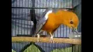 Playtube Pk Ultimate Video Sharing Website