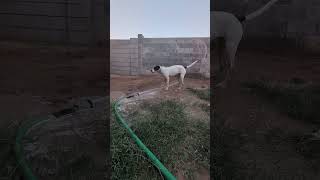 She's my first puppy who likes water taking advantage of her cuteness #puppy #shorts #adorable