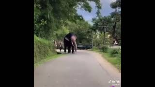 සිංහ රාජා Royal Tusker ||