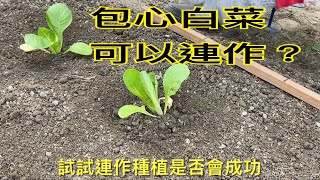 【休閒小菜園】包心白菜可以連作嗎？第一批包心白菜採收完後，整畦後立即連作，試試看是否可以順利成功採收！