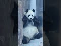 微微一笑很倾城。a smile is beautiful. panda