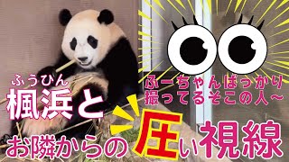 楓浜（ふうひん）🐼を撮ってたら圧を感じる熱〜い視線👁😳楓ちゃんばっか撮ってるそこの人〜あたちも撮ってよぉ〜🌸桜浜姉パン🐼のモデル魂