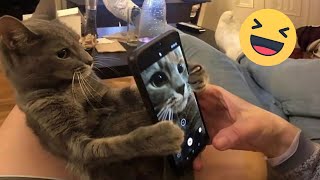 Funniest Cats And Dogs Videos 😁 - Best Funny Animal Videos 2024 🥰#12