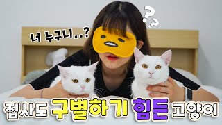 집사는 눈가리고 자기 고양이를 맞출 수 있을까? | 고양이산책