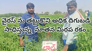 విరగ కాసిన నూతన హైబ్రిడ్ మిరప రకం |  New Hybrid Chilli in Guntur Area | Elite Laal | 9398018685