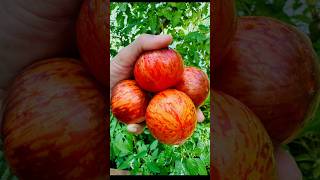 The summer Greenhouse | Tomato Sandwiches | HARVESTING QUEEN OF THE NIGHT TOMATOES AT NIGHT #growth