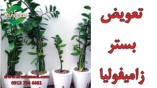 تعویض بستر خاکی به هیدروپونیک زامیفولیا