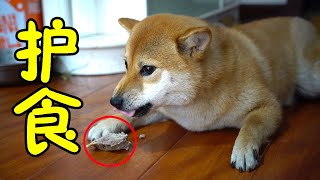 Baby Shiba Inu has a lot of eyes, got a bone and secretly hid it in a corner to eat