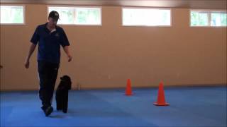 Maks (Poodle) Obedience Training Video