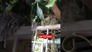 เอาไปไหน #squirrel #กระรอก #ทำรัง #กระรอกน้อย #animal worlds #belovely