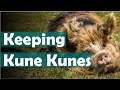 What you need to know about raising kunekune pigs