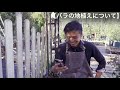 【ライブ配信】バラの地植えについて【アーカイブ】