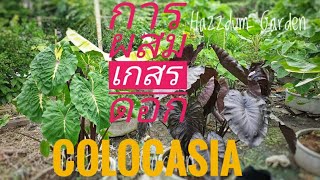 การผสมเกสรดอก Colocasia Hazzdum Garden