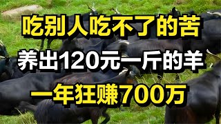 忍受90%的人都吃不了的苦，养出120元一斤的羊，年收入达700万元