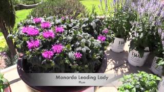 2015 Spring Trials - Proven Winners Perennials