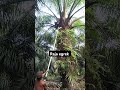 Panen sawit pakai egrek tajam #farmer #shortsvideo #palmoil #sawit