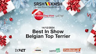 Brussels Dogshow 2024 :  Best In Show Belgian Top Terrier 14/12