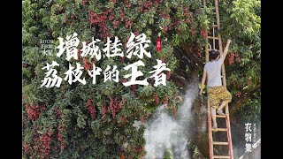 广东荔枝增城挂绿，曾是皇家贡品，乾隆一次也只能吃一颗！