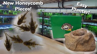 Honeycomb Wabenmuster Pleco Unboxing! New Tank Set Up With Aquarium Co Op Easy Planters