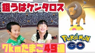 【ポケモンGO】ケンタロスが欲しい！7kmたまご49個1日で孵化したら驚愕の結果になりました#116