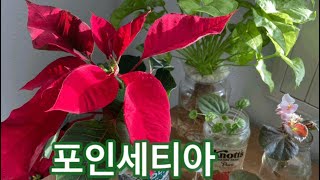 [켈리식물원Good Life] 크리스마스꽃 포인세티아/내년에도 예쁜모습을볼려면/수경재배도할수있어요/미국에서는 12월12일은 포인세티아 데이 라네요