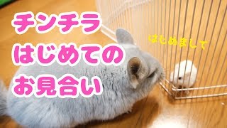 チンチラはじめてのお見合い！パワフルハムスターさんにドキドキ！！Chinchilla and hamster