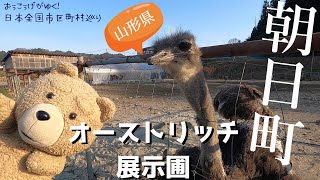 【日本全国市区町村巡り】山形県朝日町　オーストリッチ展示圃でダチョウさんと戯れよう！！