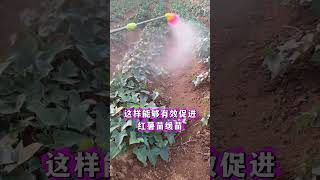 红薯高产种植做好这2个关键管理生根多分支多产量高 #红薯种植 #红薯高产种植 #红薯种植技术 #红薯管理 #农业种植