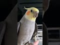 vẹt cockatiel hot so cute vẹt bird cockatiel pets shorts