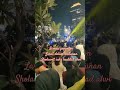 Magnet sholawat #konser #festival #malang #concert #shortvideo #sulis #haddadalwi #sholawatmerdu