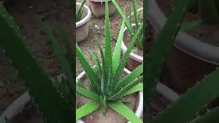 Aloe Vera Gel Making At Home | Aloe Vera Plant Care #179