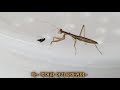 사마귀의 엄마가 되는 과정 1령 사마귀 키우기 the process of becoming a mother of baby mantis