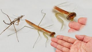 사마귀의 엄마가 되는 과정 / 1령 사마귀 키우기 (The Process Of Becoming A Mother Of Baby Mantis)