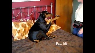 Does my dog want to be petted or hugged?