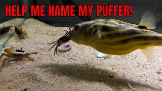 Fahaka Puffer Fish eating live Crabs, Krill, Clams **WARNING** ((LIVE FEEDING))  YOU NEED THIS FISH!