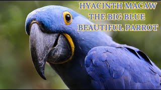 The SHOCKING Truth About Hyacinth Macaw Care