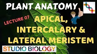 Plant Anatomy 07 - Apical, Intercalary  and Lateral meristem