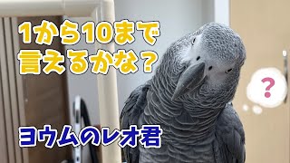 【ヨウムのレオ君】１から１０まで言えるかな？