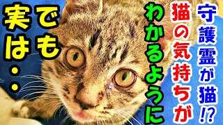 守護霊が猫!? ある日突然猫の気持ちが分かったり、猫に命を助けられるように！しかし意外な事実が判明【猫の不思議な話】【朗読】