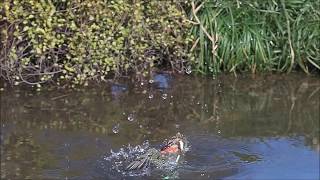 カワセミダイブ動画（2020.01.09）