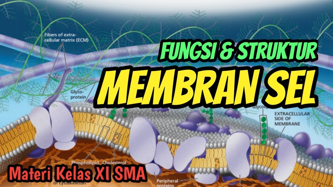 Fungsi & Struktur Membran Sel | Belajar Dari Rumah - Dunia Biologi ...