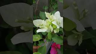 BOUGAINVILLEA /কাগজ ফুল