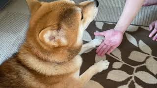 【柴犬】おやつがないと絶対にお手はしません