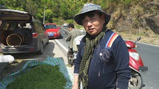 高山茶叶交易现场：看茶农和收茶老板如何较量，精彩，接地气！