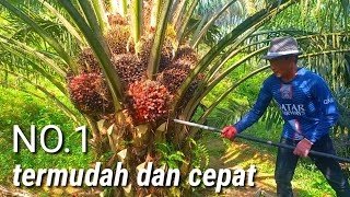 panen sawit termudah dan tercepat dodos paling tajam jenis sawit yangambi sawit unggul sawit super